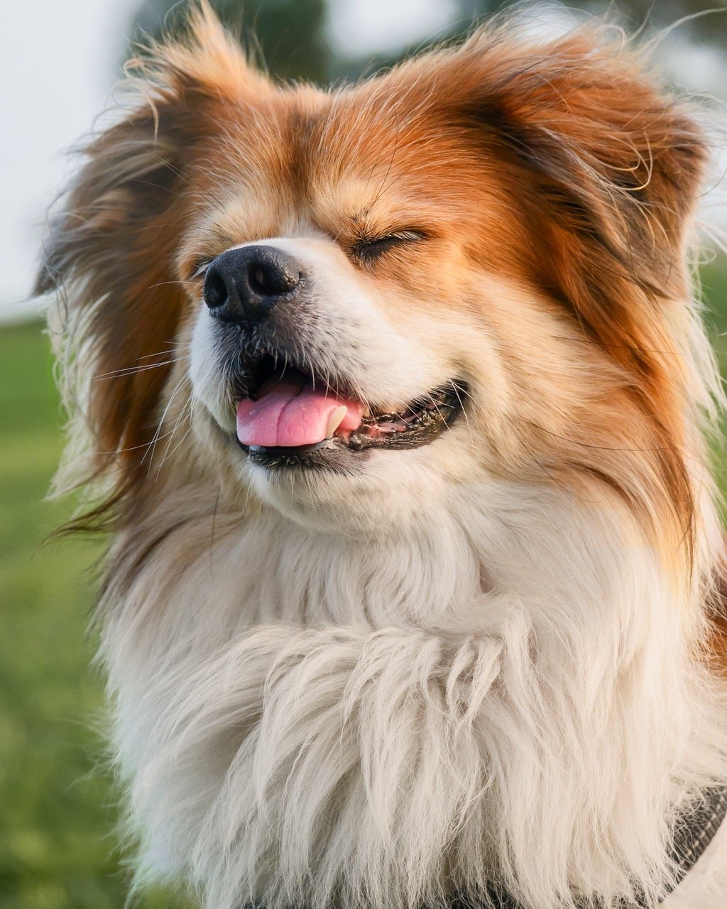 Retrato de una mascota junto a su persona