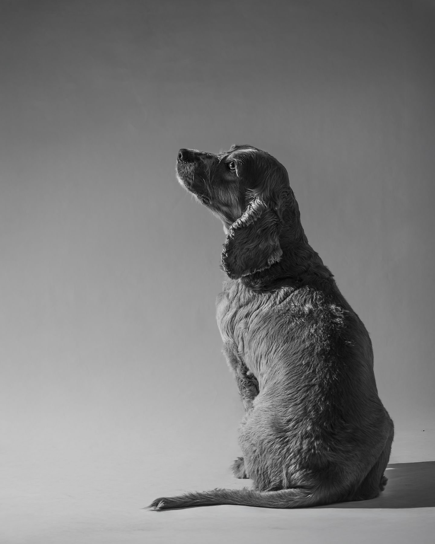 Mascota 5